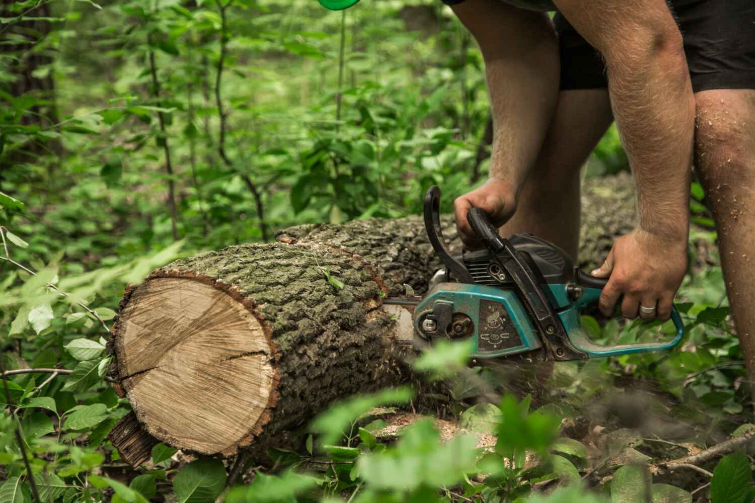 The Steps Involved in Our Tree Care Process in Hidden Meadows, CA